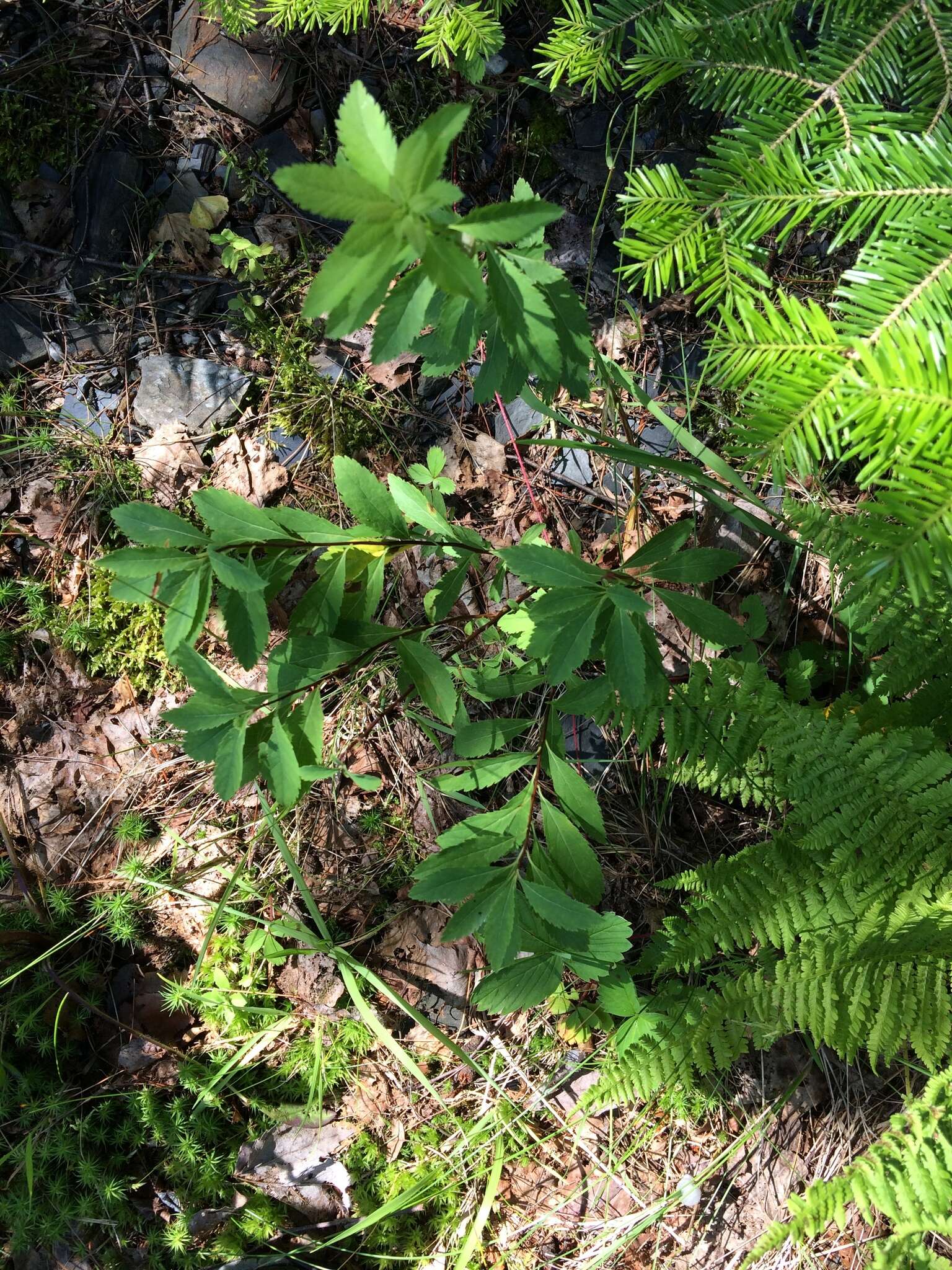 Imagem de Spiraea alba var. latifolia (Aiton) H. E. Ahles