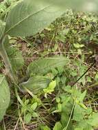 Image de Silphium mohrii Small