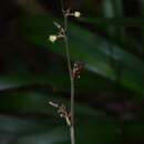 Image of Dianella atraxis R. J. F. Hend.