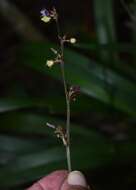 Image of Dianella atraxis R. J. F. Hend.