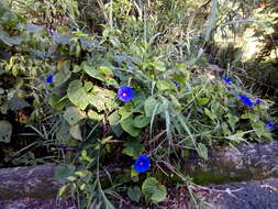 Sivun Ipomoea indica (J. Burman) Merr. kuva