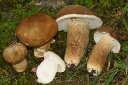 Image of Boletus variipes Peck 1888