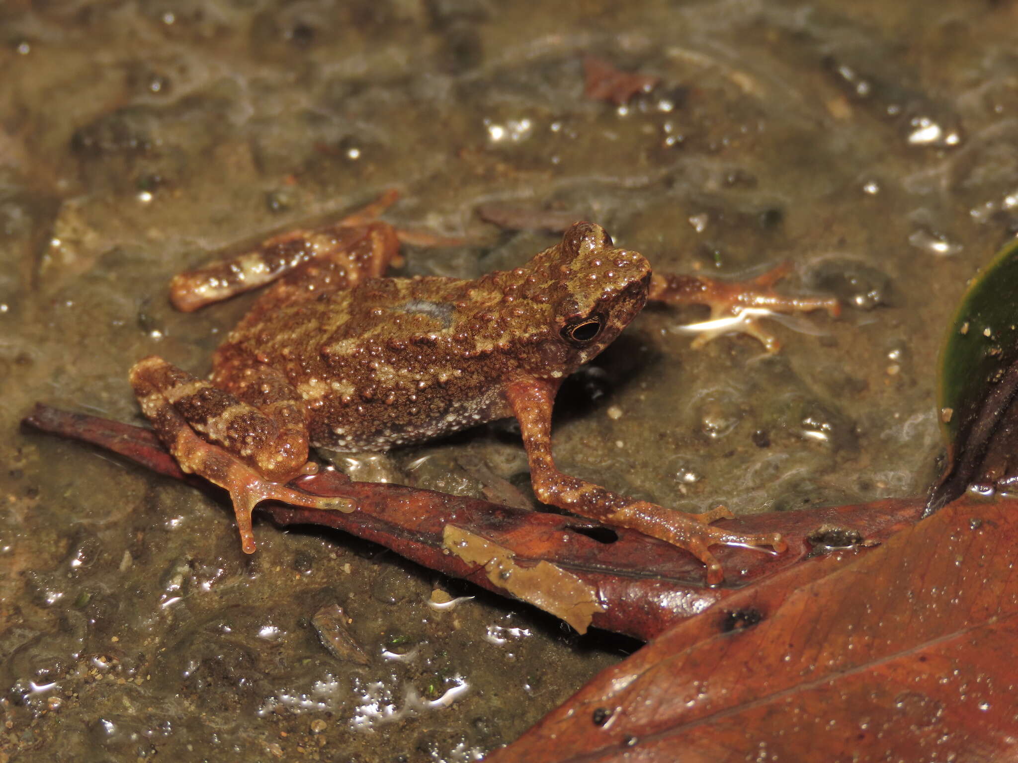 Image of Kadamaian Stream Toad