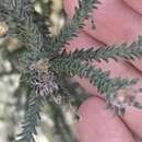 صورة Kunzea ericifolia (Sm.) Heynh.