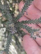 صورة Kunzea ericifolia (Sm.) Heynh.