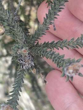 Imagem de Kunzea ericifolia (Sm.) Heynh.