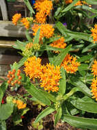 Image of butterfly milkweed