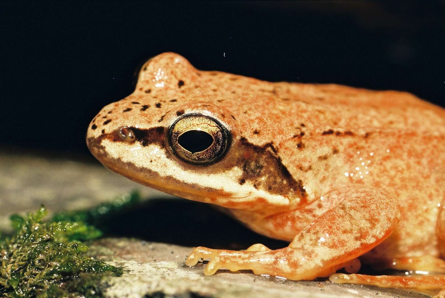 Image of Pyrenean Frog