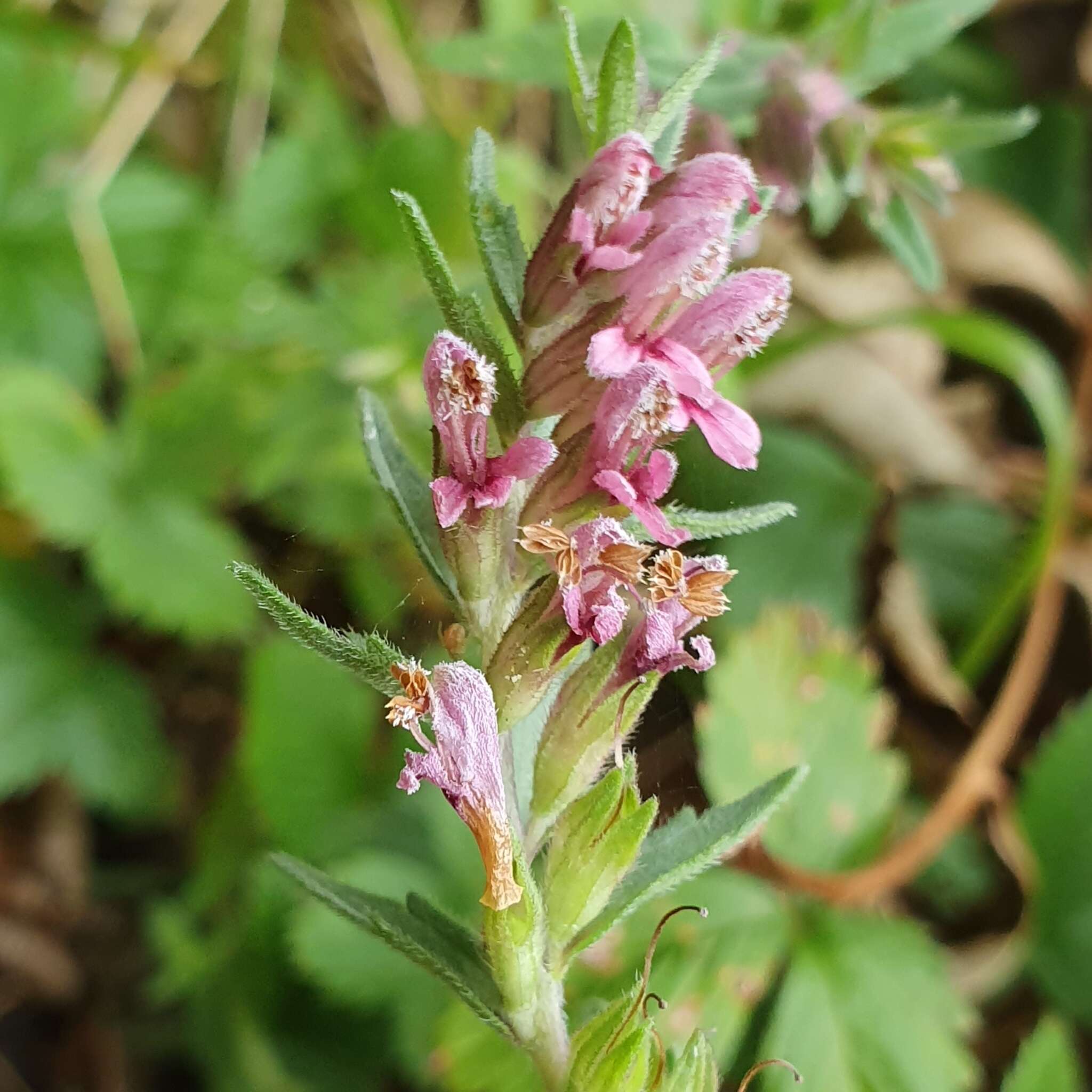 Image of red bartsia