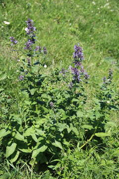 Image of Caucasus catmint