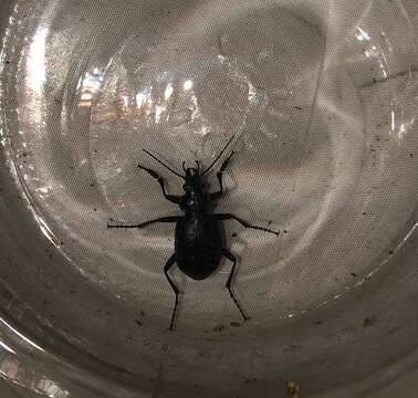 Слика од Calosoma (Calosoma) frigidum Kirby 1837