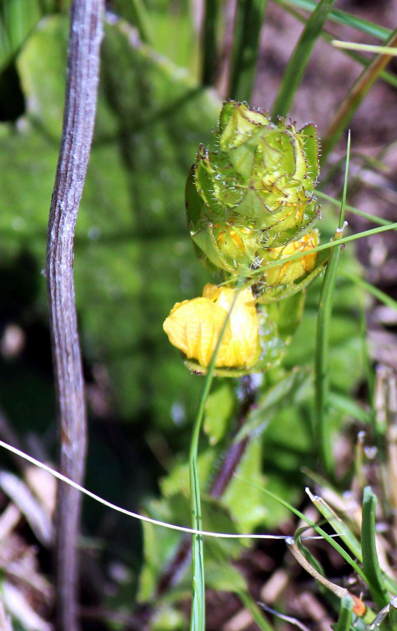 Alectra sessiliflora var. sessiliflora的圖片