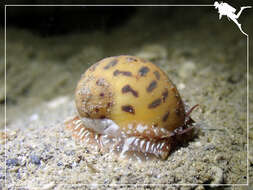 Image of Moon snail