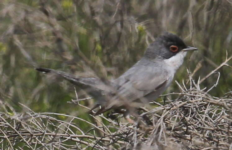 Image of Menetries's Warbler