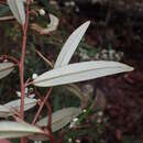 Image de Nematolepis squamea subsp. squamea