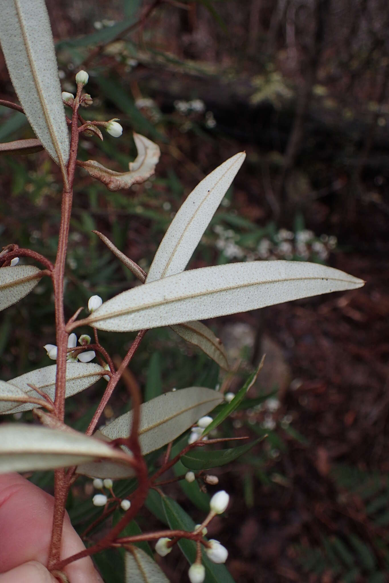 Image of Nematolepis squamea subsp. squamea