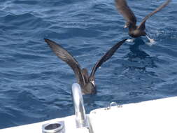 Image of Flesh-footed Shearwater