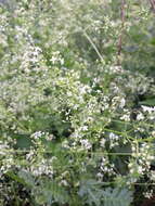 Image of Galium album subsp. album