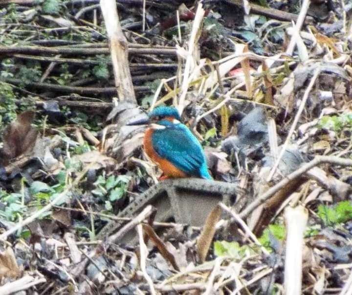 Image of Alcedo atthis ispida Linnaeus 1758