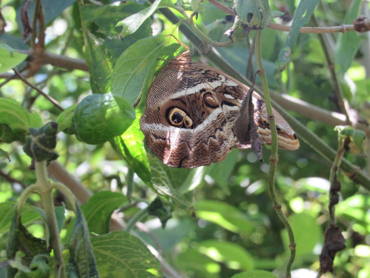 Plancia ëd <i>Eryphanis buboculus</i>