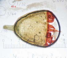 Image of schistidium moss