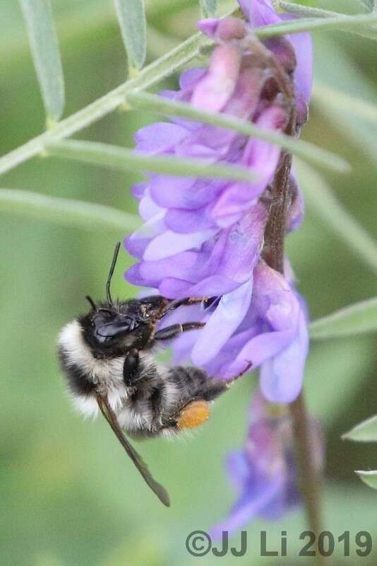 Image of Bombus exil (Skorikov 1922)