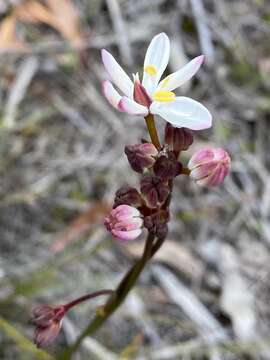 Image of Burchardia congesta Lindl.