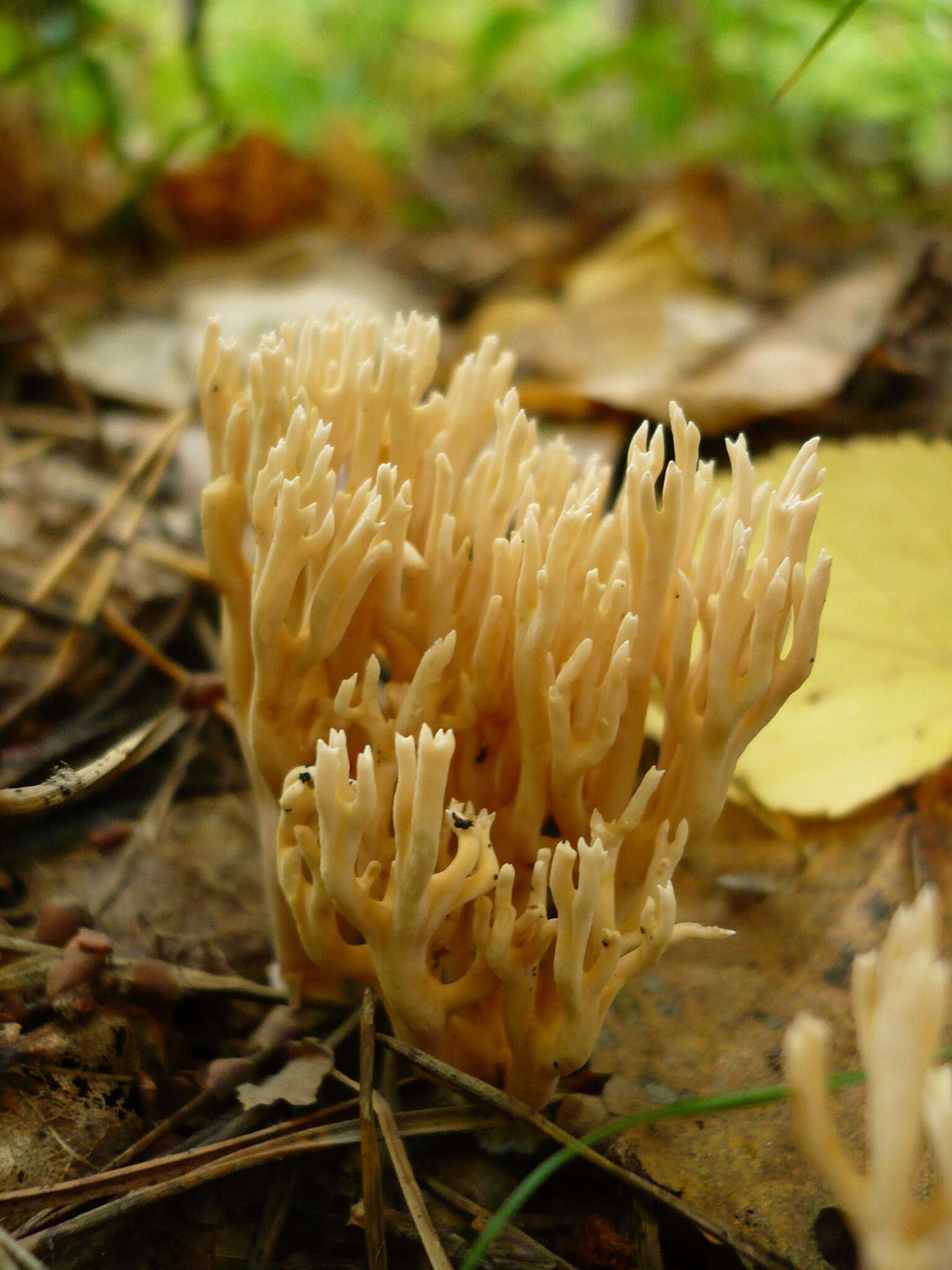 صورة Ramaria gracilis (Pers.) Quél. 1888