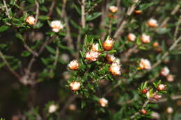 Imagem de Spyridium scortechinii (F. Müll.) K. R. Thiele