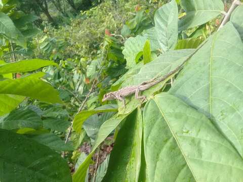 Image de Anolis sulcifrons Cope 1899