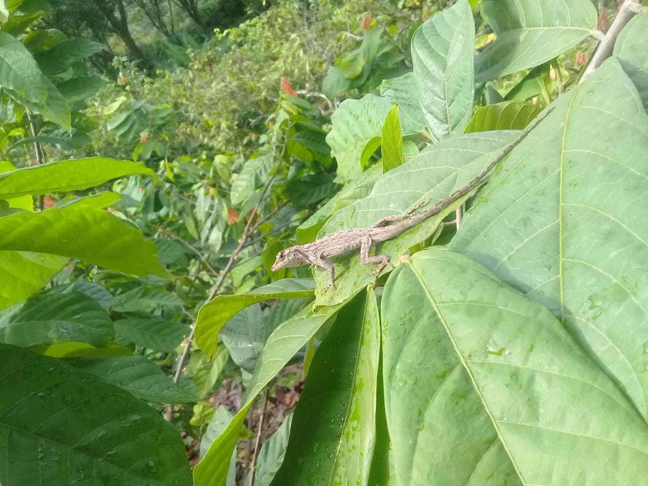 Image de Anolis sulcifrons Cope 1899