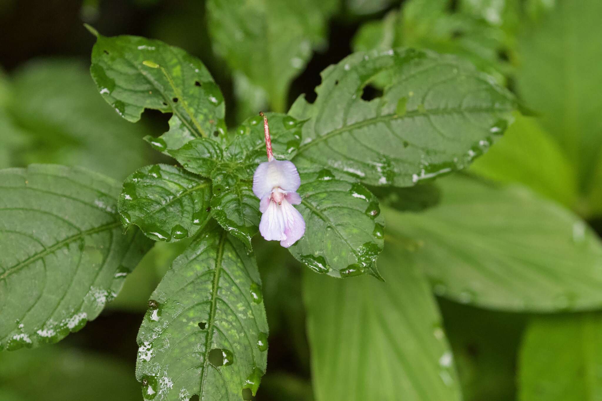 Image of Impatiens puberula DC.