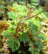 Imagem de Acaena anserinifolia (J. F. & G. Forst.) Druce