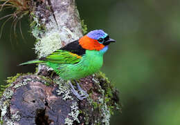 Image of Red-necked Tanager