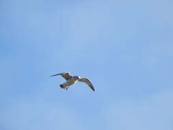 Image of Larus canus heinei Homeyer 1853