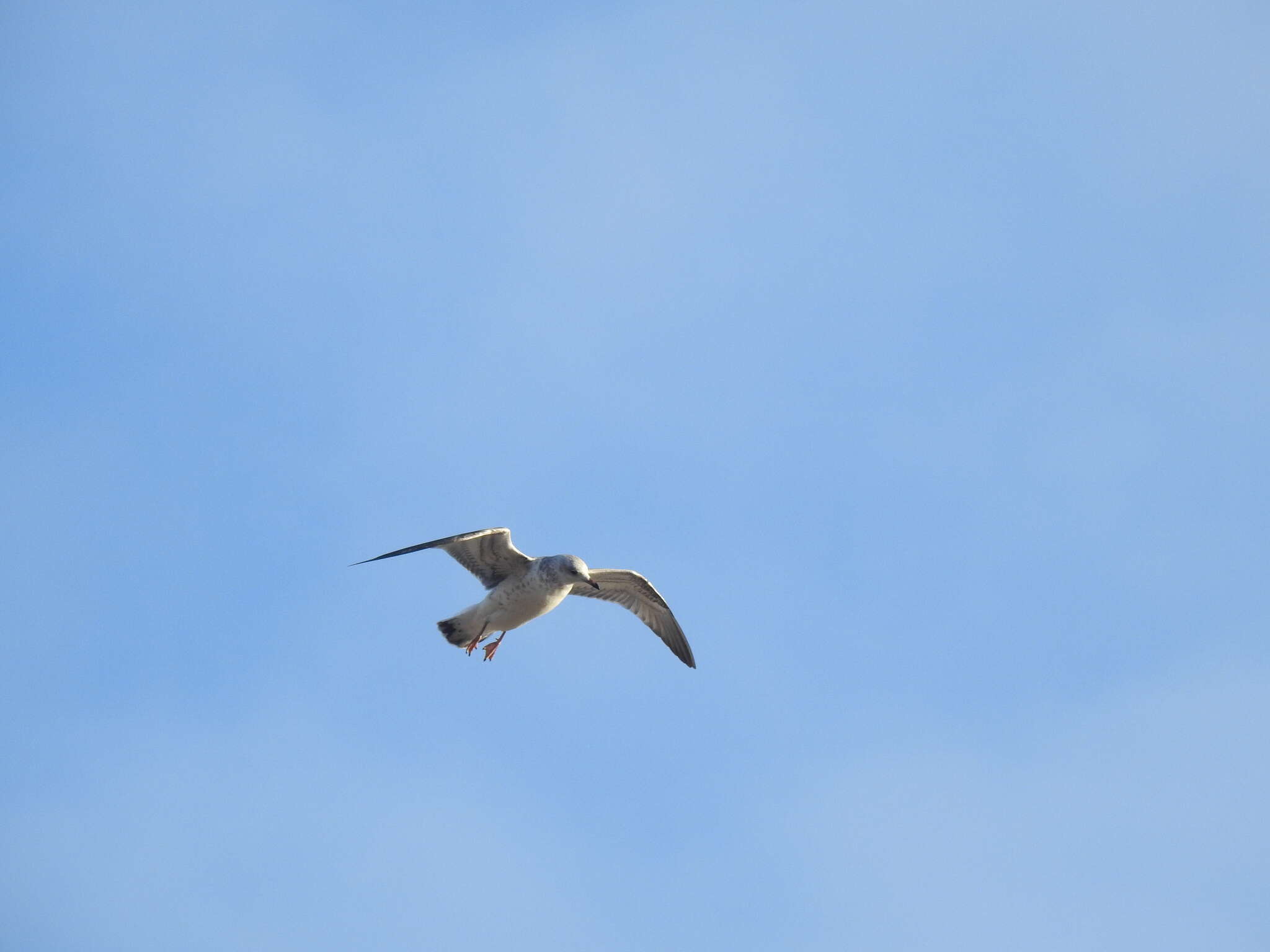 Image of Larus canus heinei Homeyer 1853