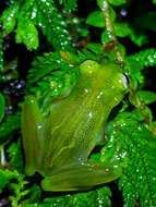 Image of Dwarf Glassfrog