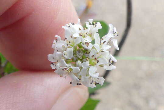 Image of Noccaea caerulescens subsp. calaminaris (Lej.) Holub