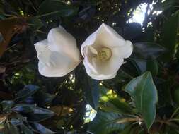 Image of southern magnolia