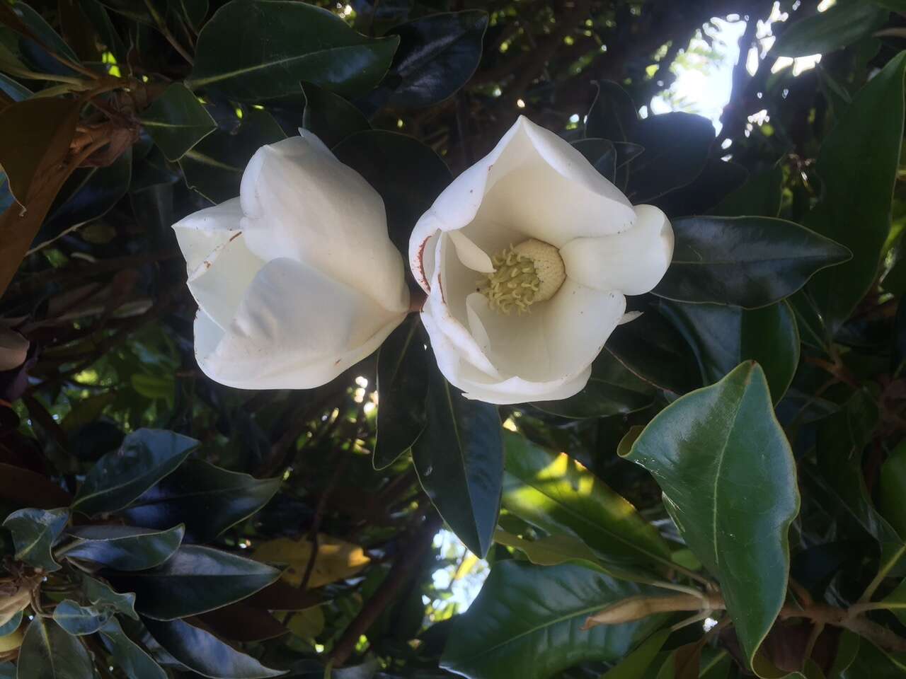 Image of southern magnolia