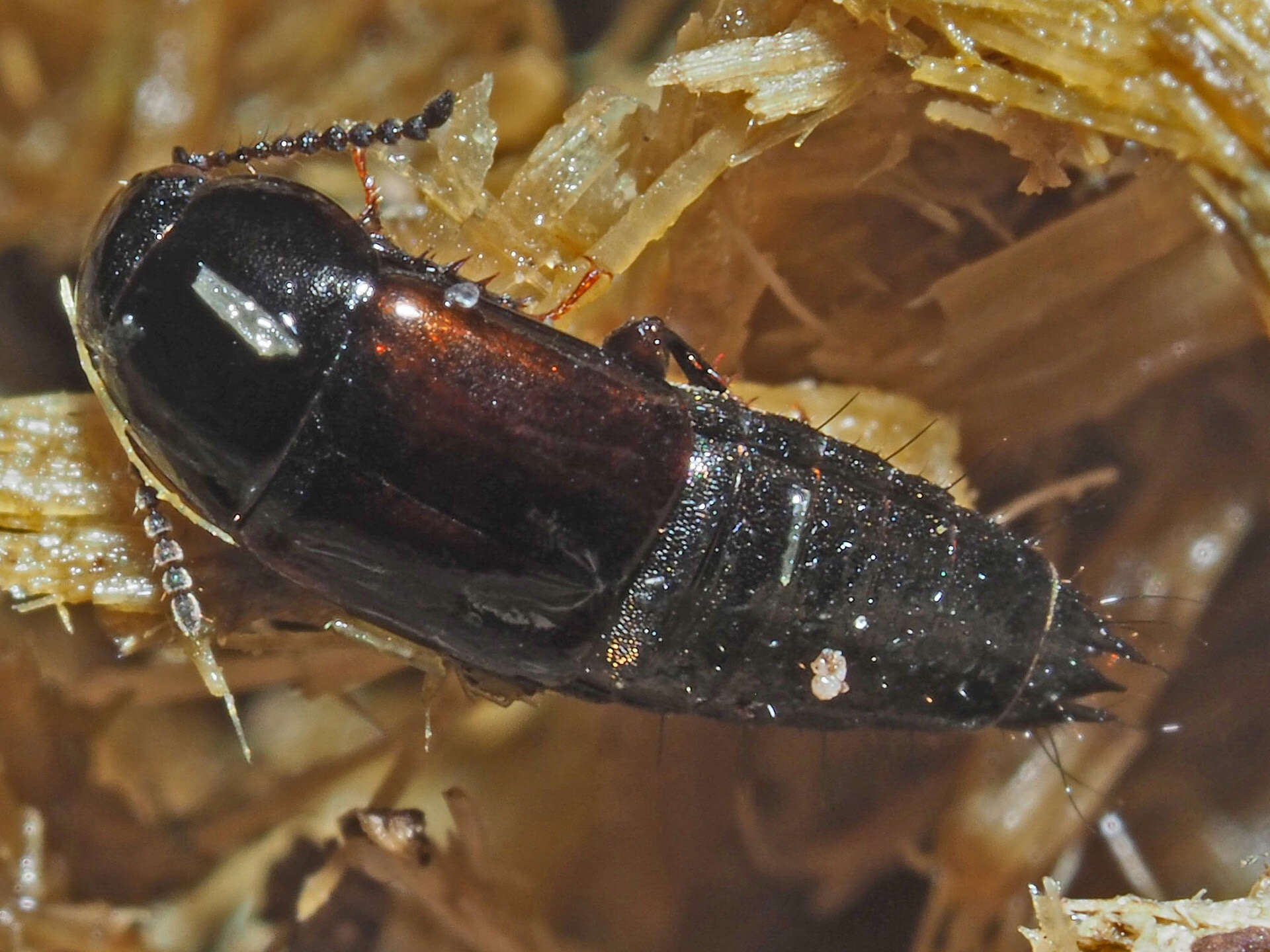 Image of Tachinus (Tachinus) lignorum (Linnaeus 1758)