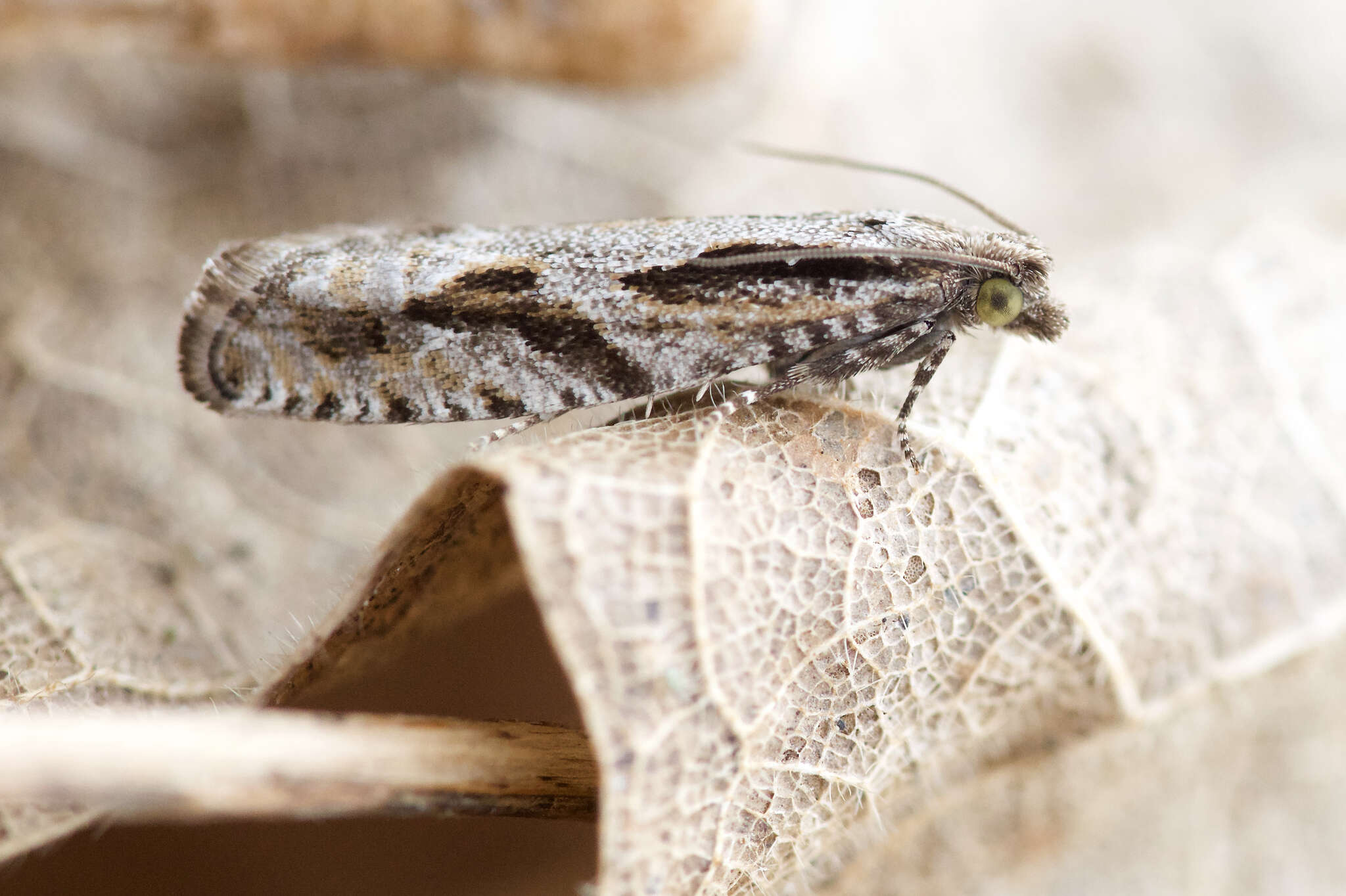 Image of Epinotia sotipena Brown 1986