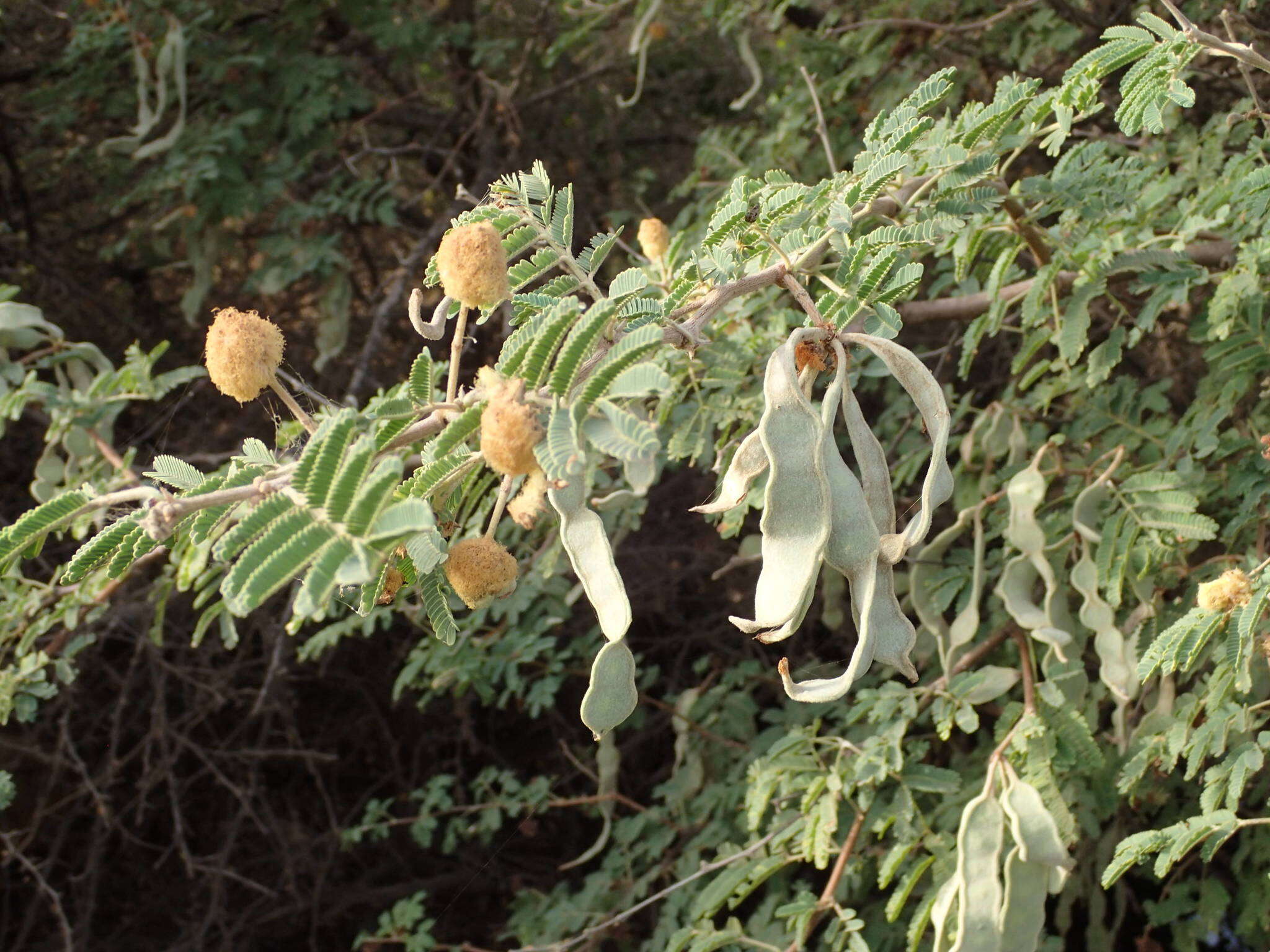 Sivun Vachellia nilotica subsp. adstringens (Schumach. & Thonn.) Kyal. & Boatwr. kuva