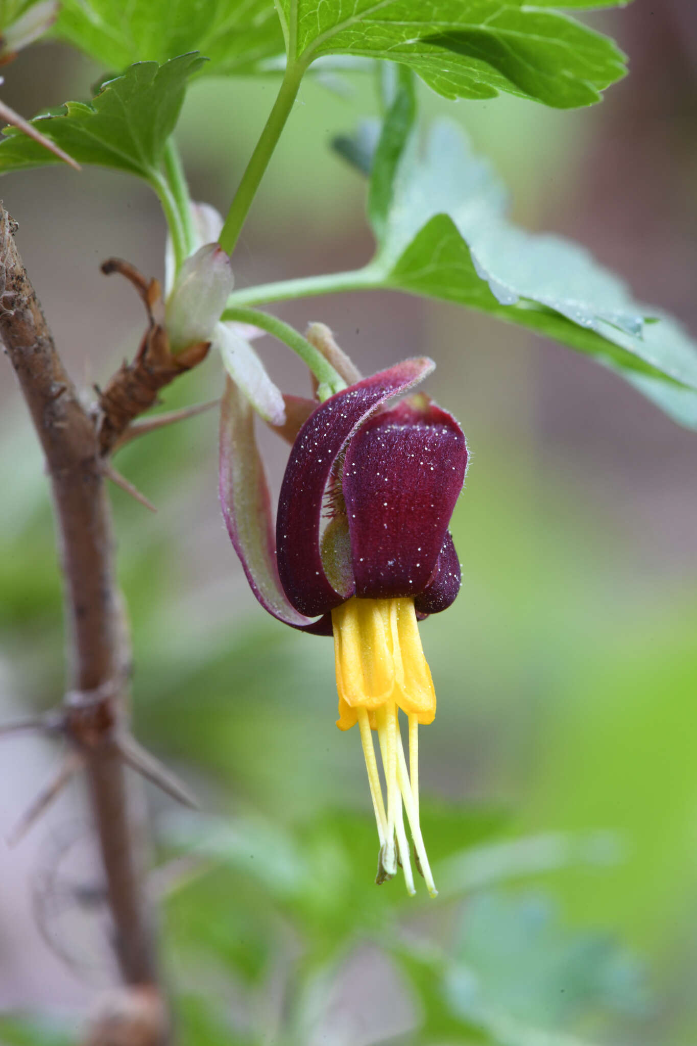 Image of Hupa gooseberry