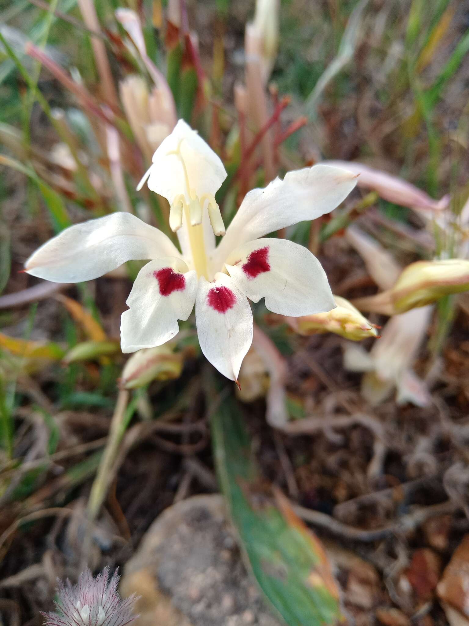 Babiana tubulosa (Burm. fil.) Ker Gawl. resmi