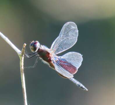 Image of Phantom Flutterer