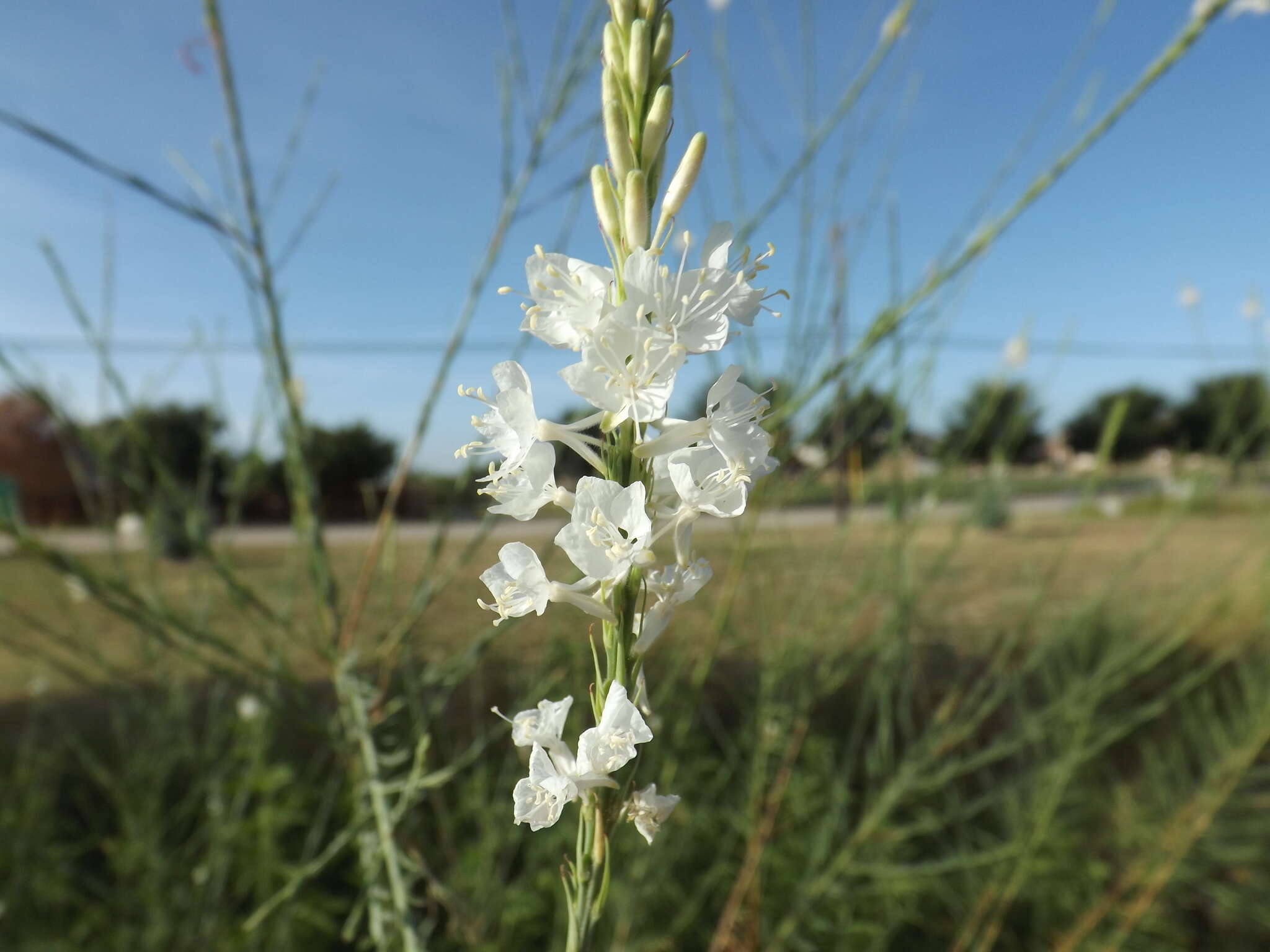 Image of false gaura