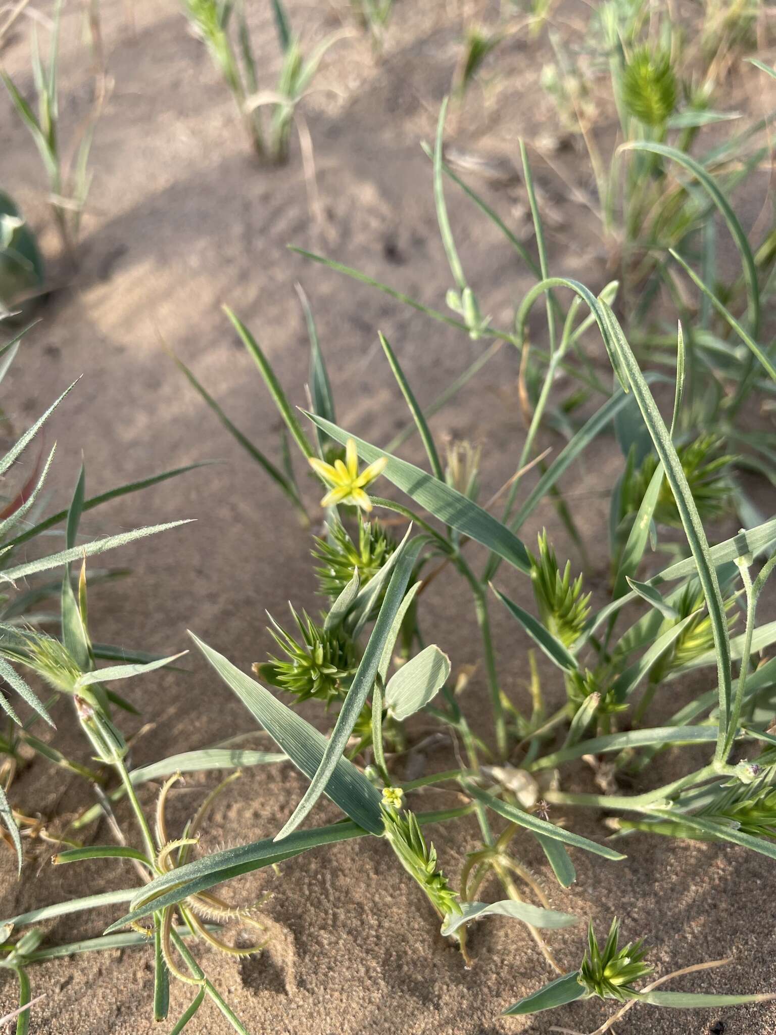 Image de Koelpinia linearis Pall.