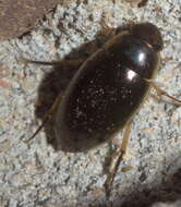 Слика од Tropisternus (Tropisternus) lateralis nimbatus (Say 1823)