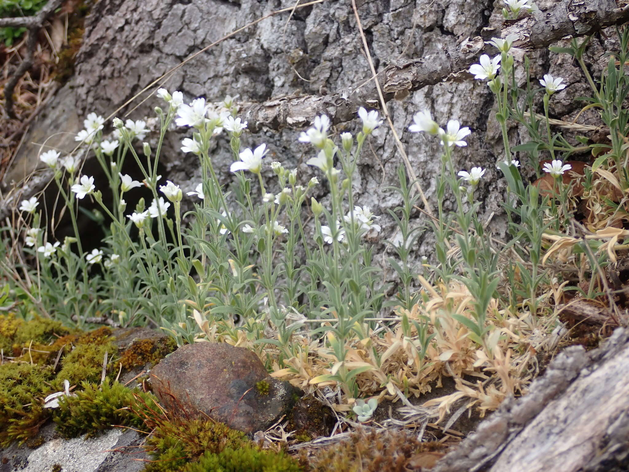 Imagem de Cerastium arvense subsp. strictum (L.) Gaudin